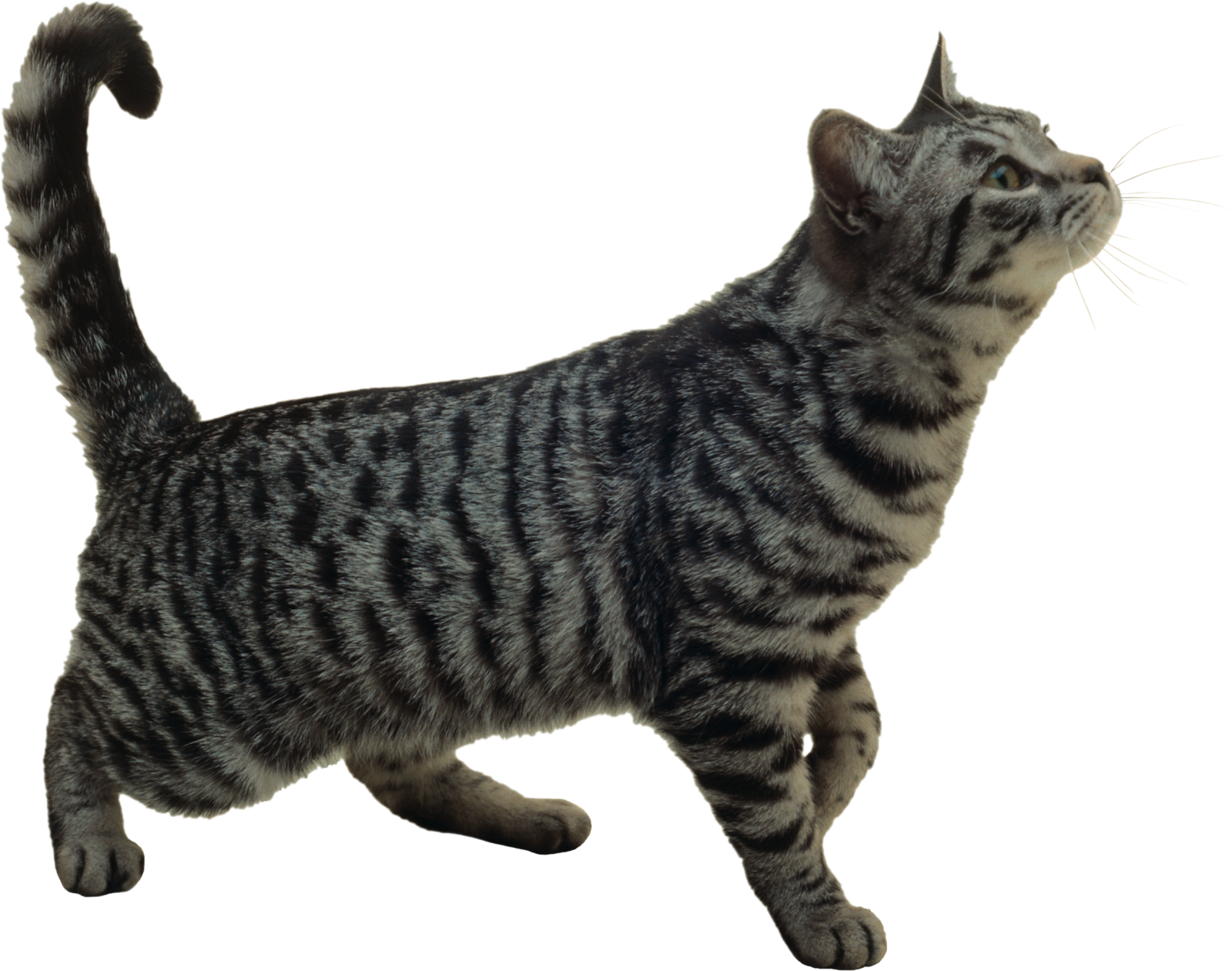 a black and white striped cat