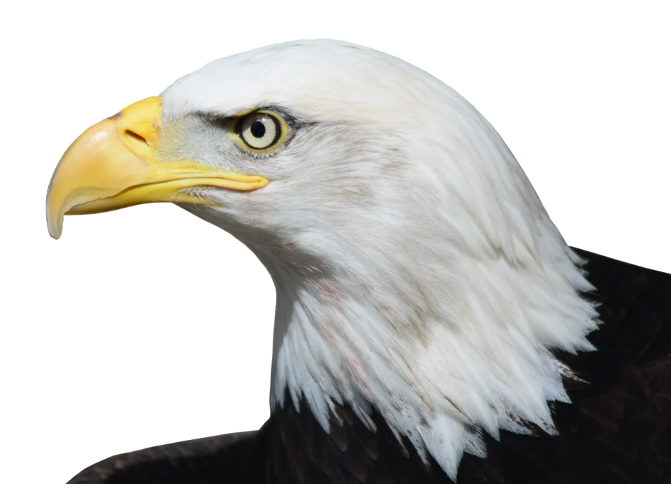 an eagle with a white head and yellow beak