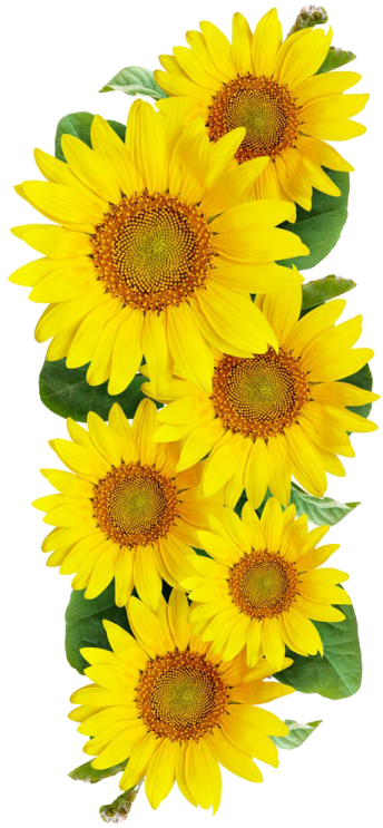 a bunch of yellow sunflowers