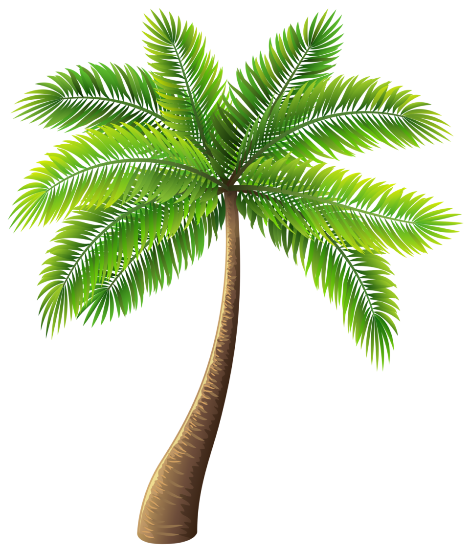 a palm tree with green leaves