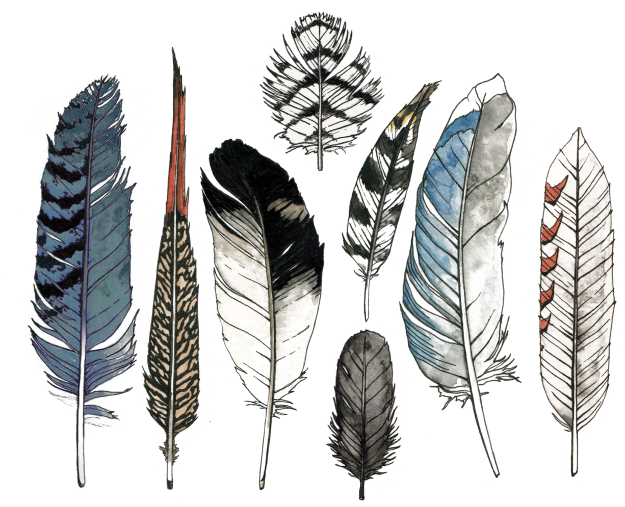 a collection of feathers in different colors