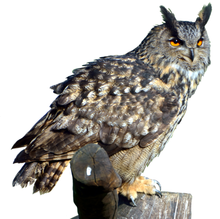 an owl sitting on top of a wooden post