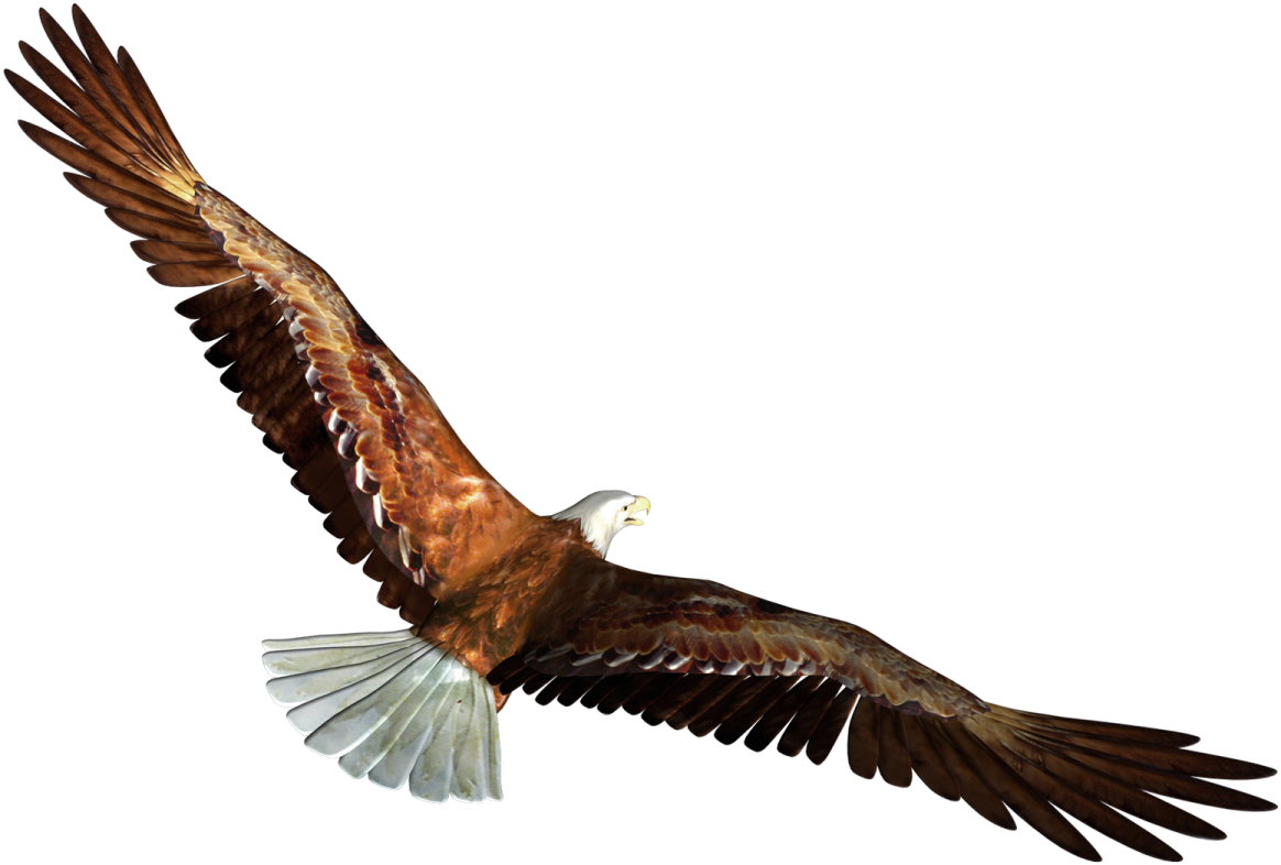 an eagle flying in the air with its wings spread