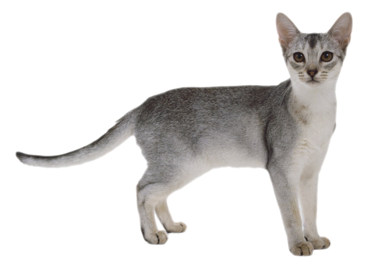 a gray and white kitten standing on a white background