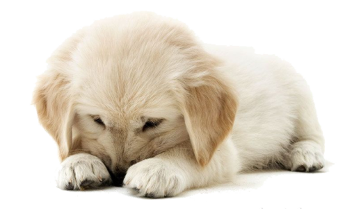 a puppy is laying down on the ground
