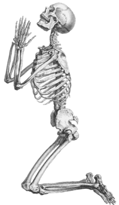 a skeleton is shown in this image