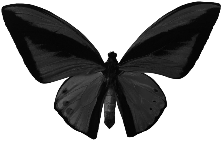 a black butterfly on a white background
