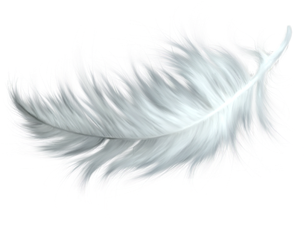 white feather on a white background