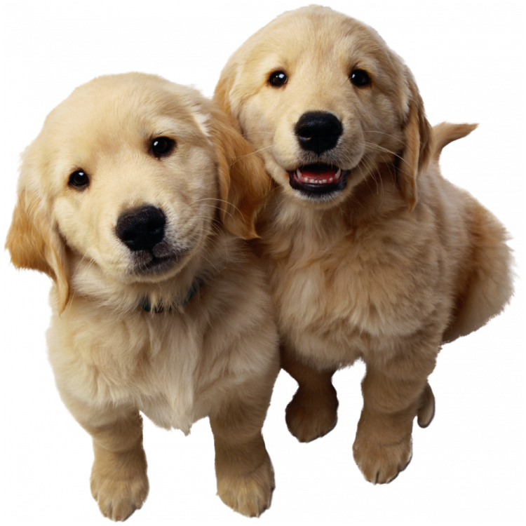 two golden retrieve pup