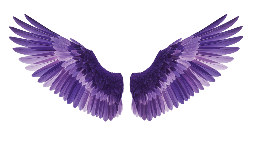 a purple bird wing on a white background