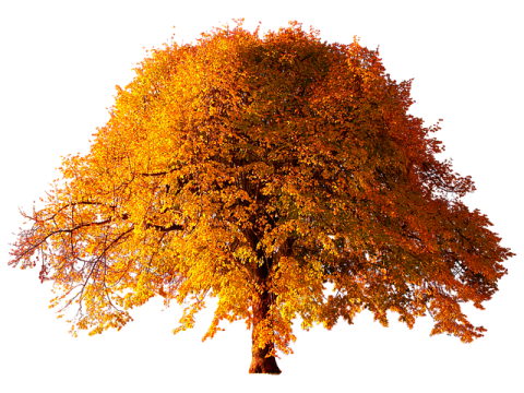 a tree with yellow leaves on it