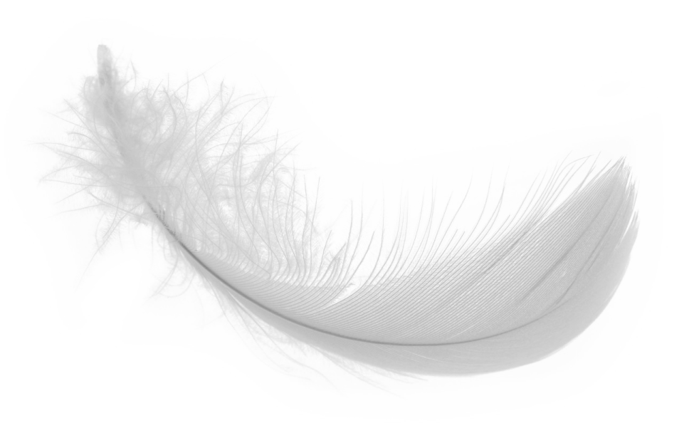 white feather on a white background