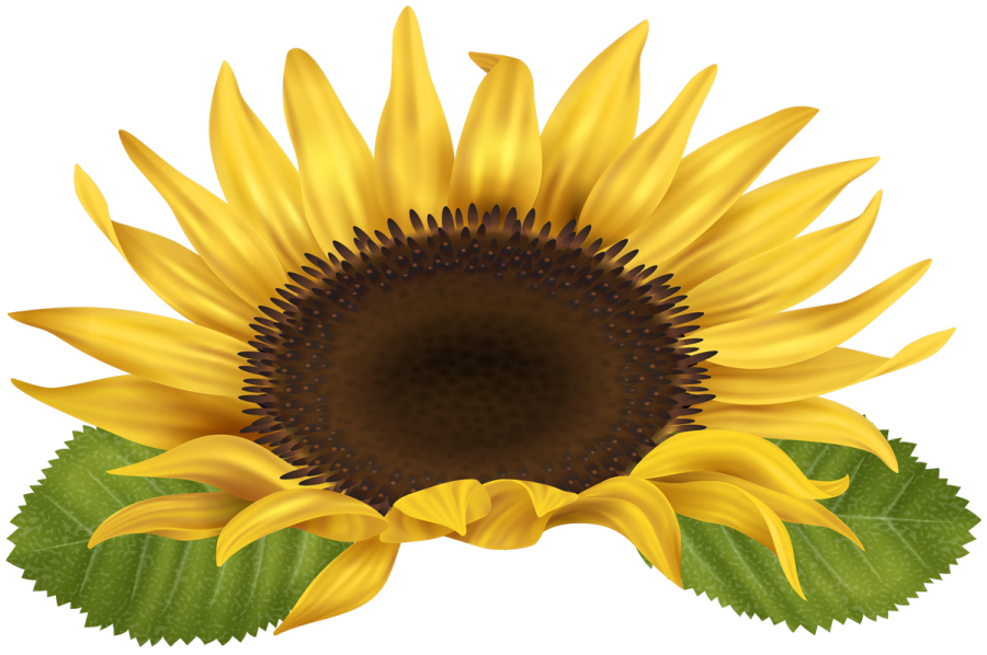 a yellow sunflower with green leaves