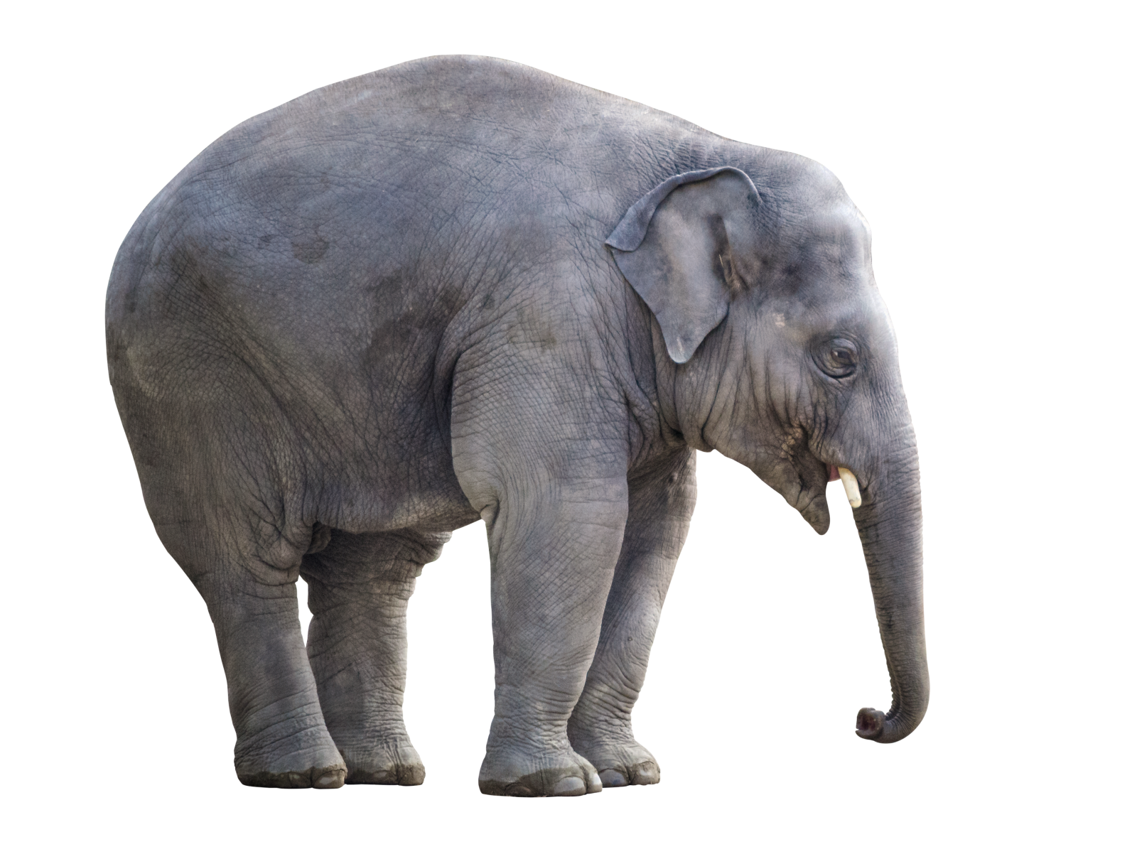 an elephant standing in front of a white background