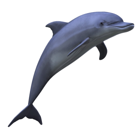 a dolphin jumping out of the water on a white background