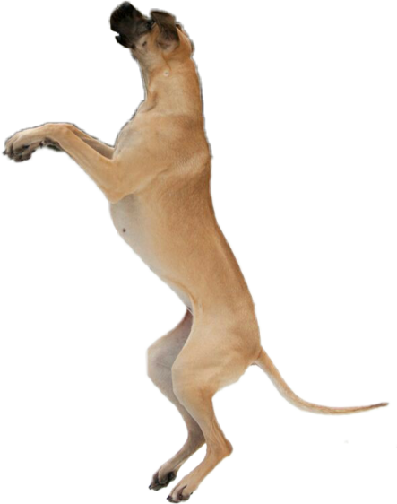 a dog is jumping up in the air
