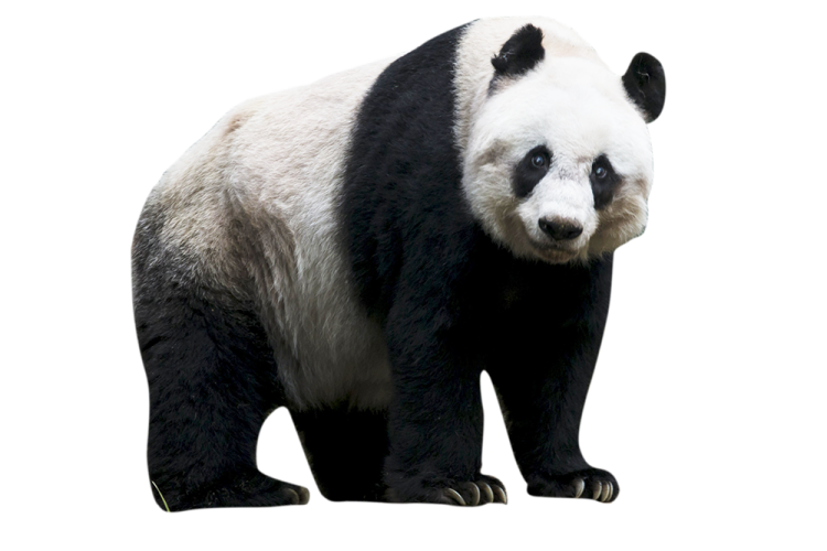 a black and white panda bear