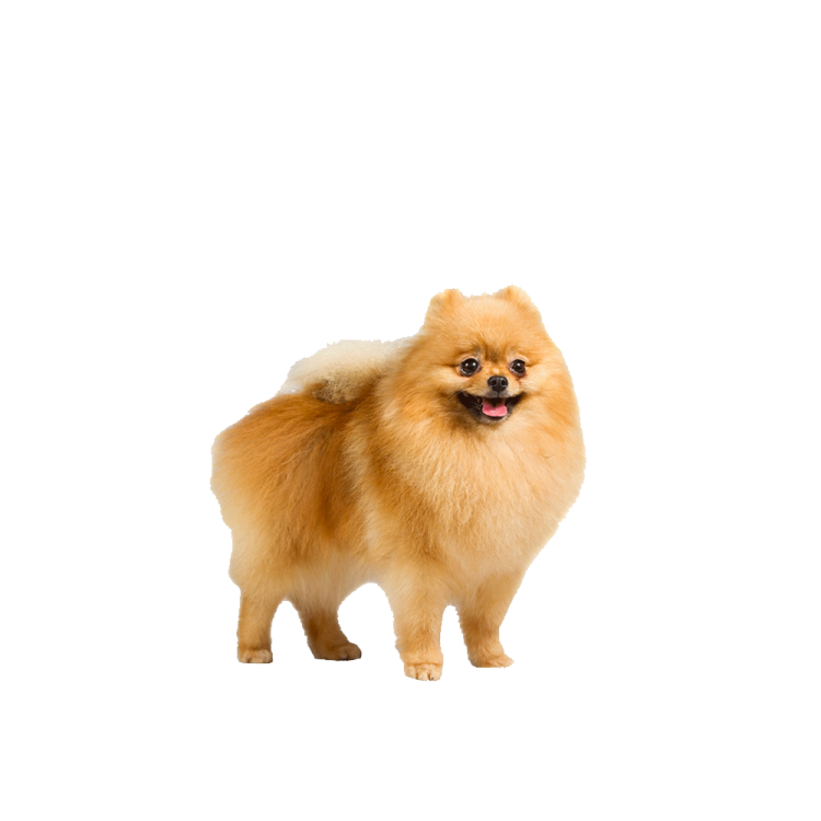 a small dog standing in front of a white background