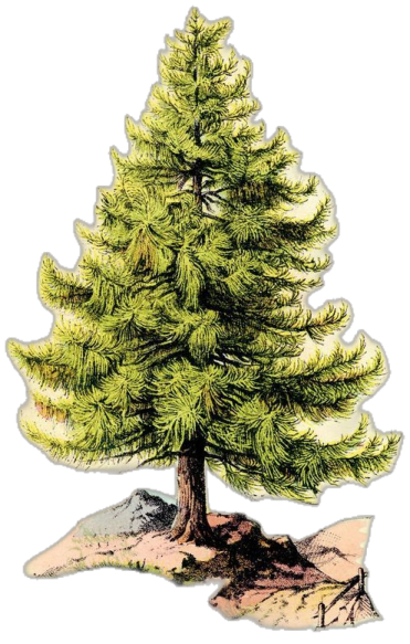 a drawing of a pine tree