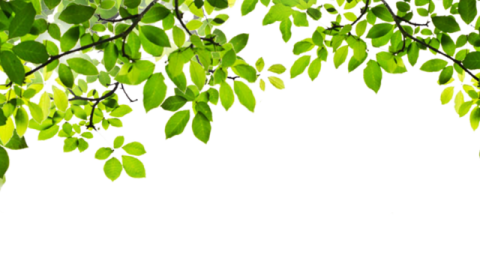 green leaves on a white background