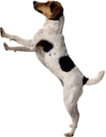 a dog is jumping up in the air