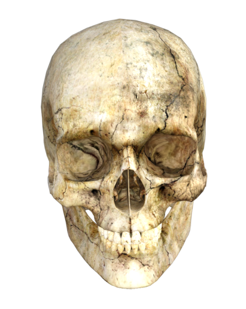 an image of a human skull