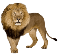 a lion standing in front of a white background