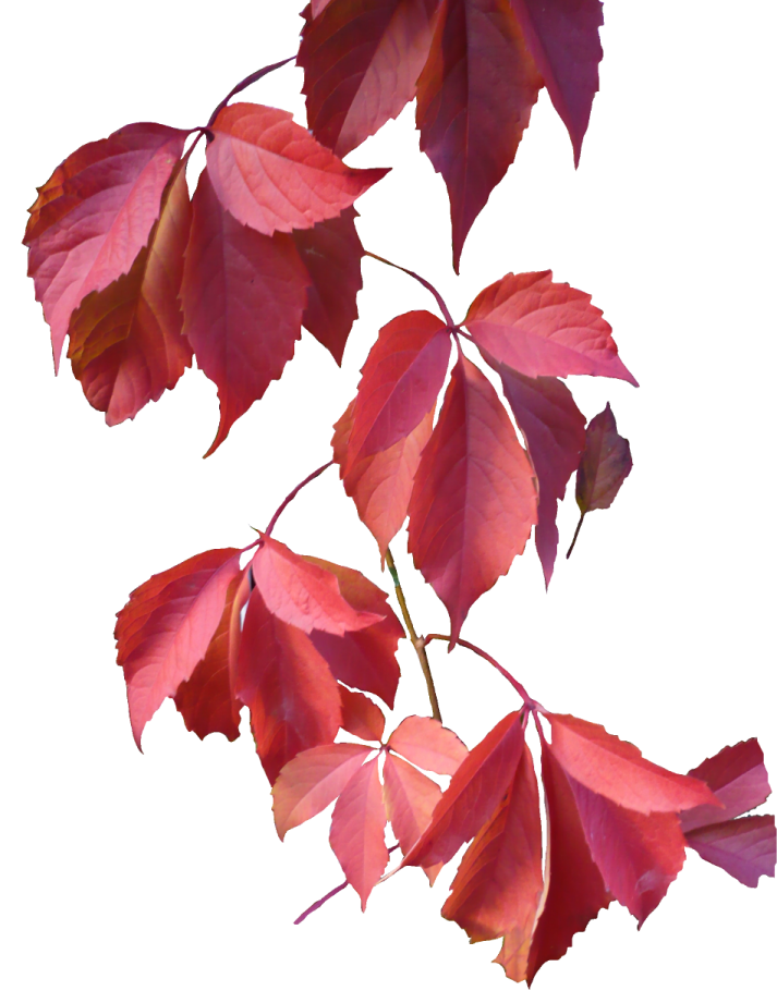 red autumn leaves png