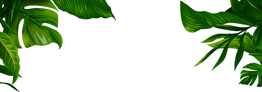 two green leaves on a white background