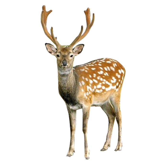 a deer standing in front of a white background