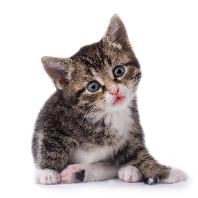 a small kitten sitting on top of a white surface