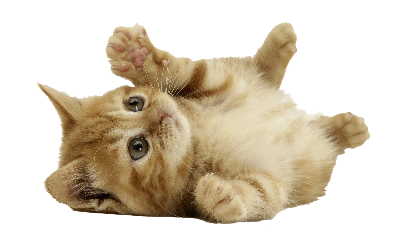 a kitten laying on its back on a white surface
