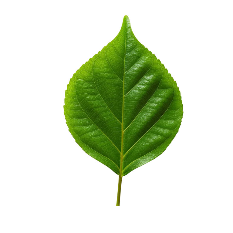 a green leaf on a white background