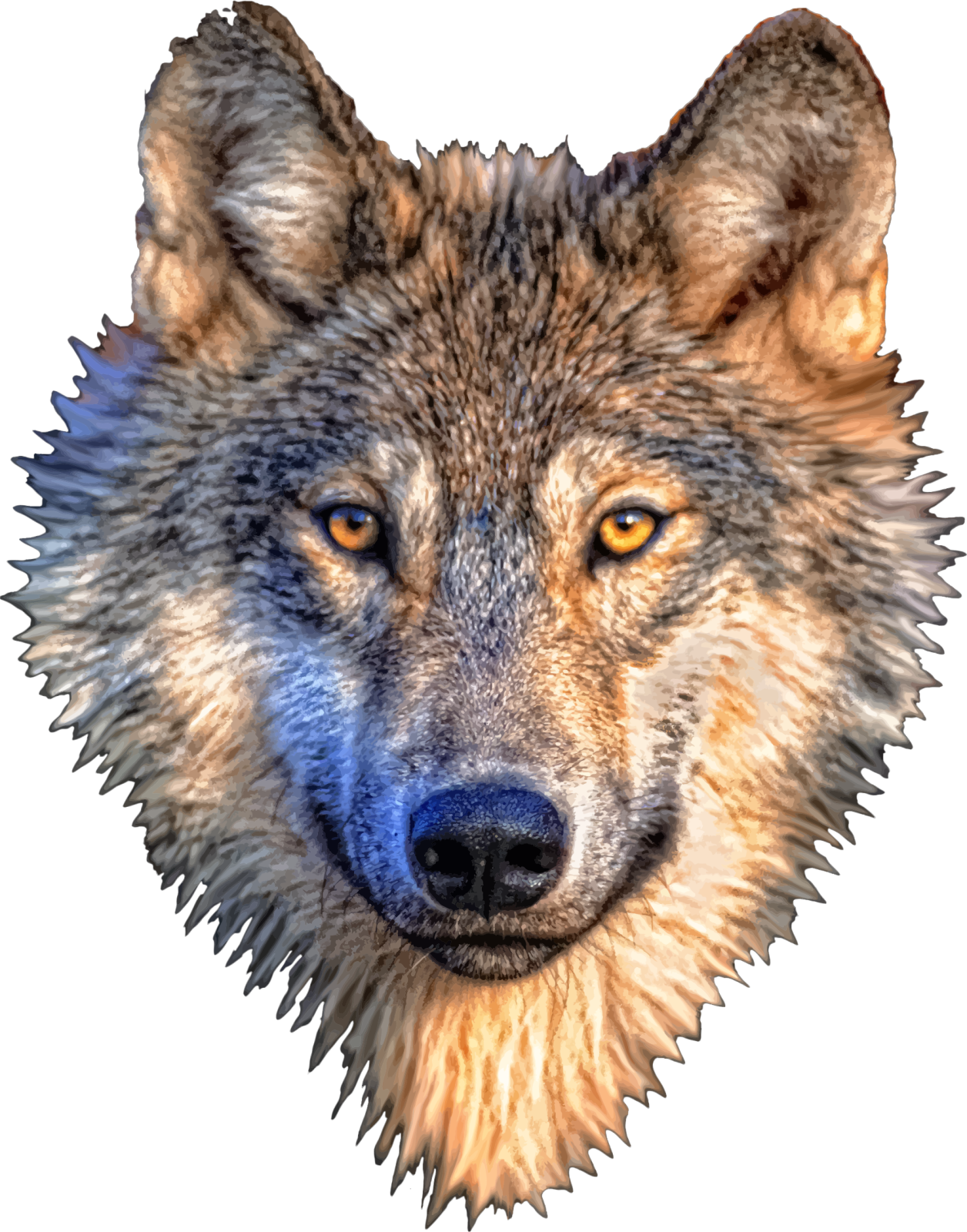 a close up of a wolf's face