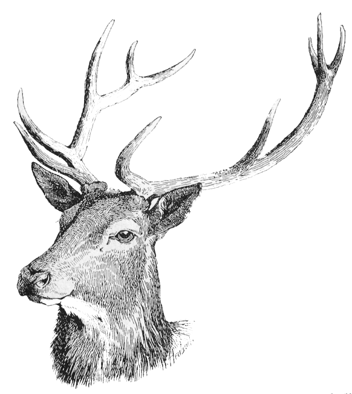 a drawing of a deer's head