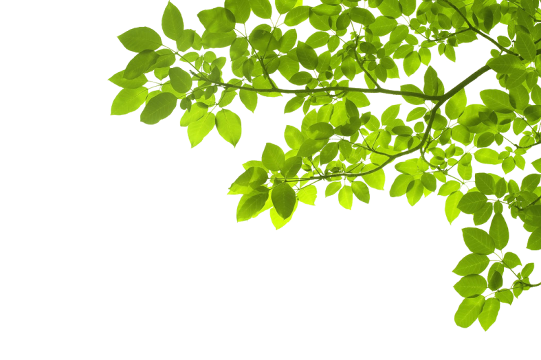 green leaves on a white background