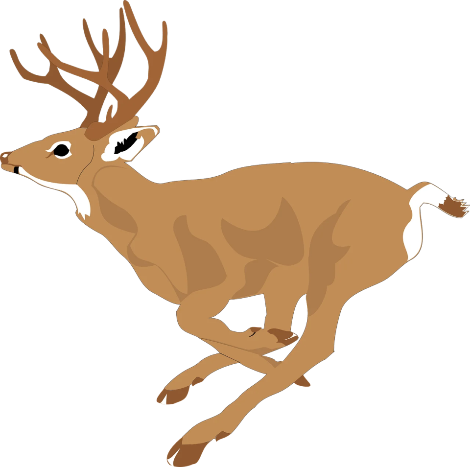 a deer running