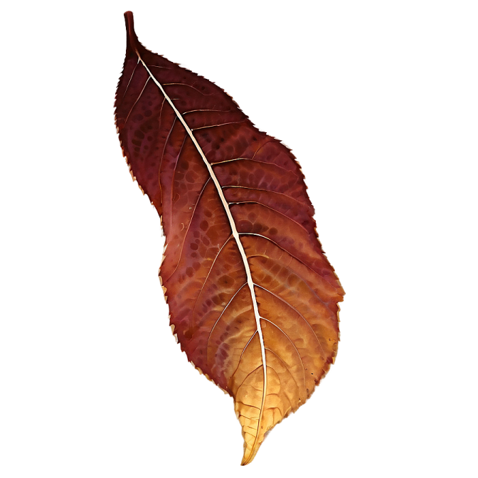 a close up of a leaf on a white background