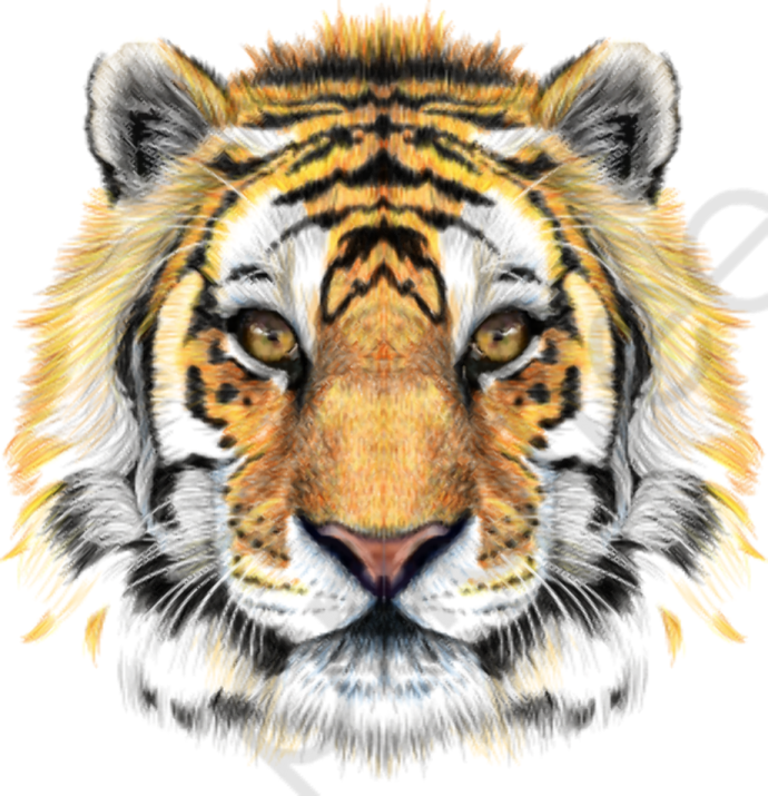 a drawing of a tiger's face