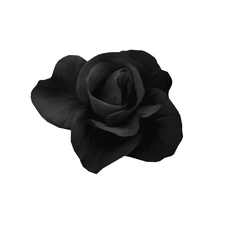 a black rose on a white background