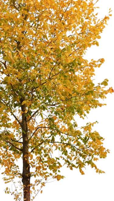 a tree with yellow leaves on it