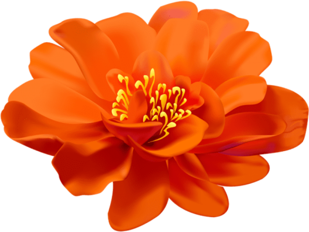 an orange flower on a white background