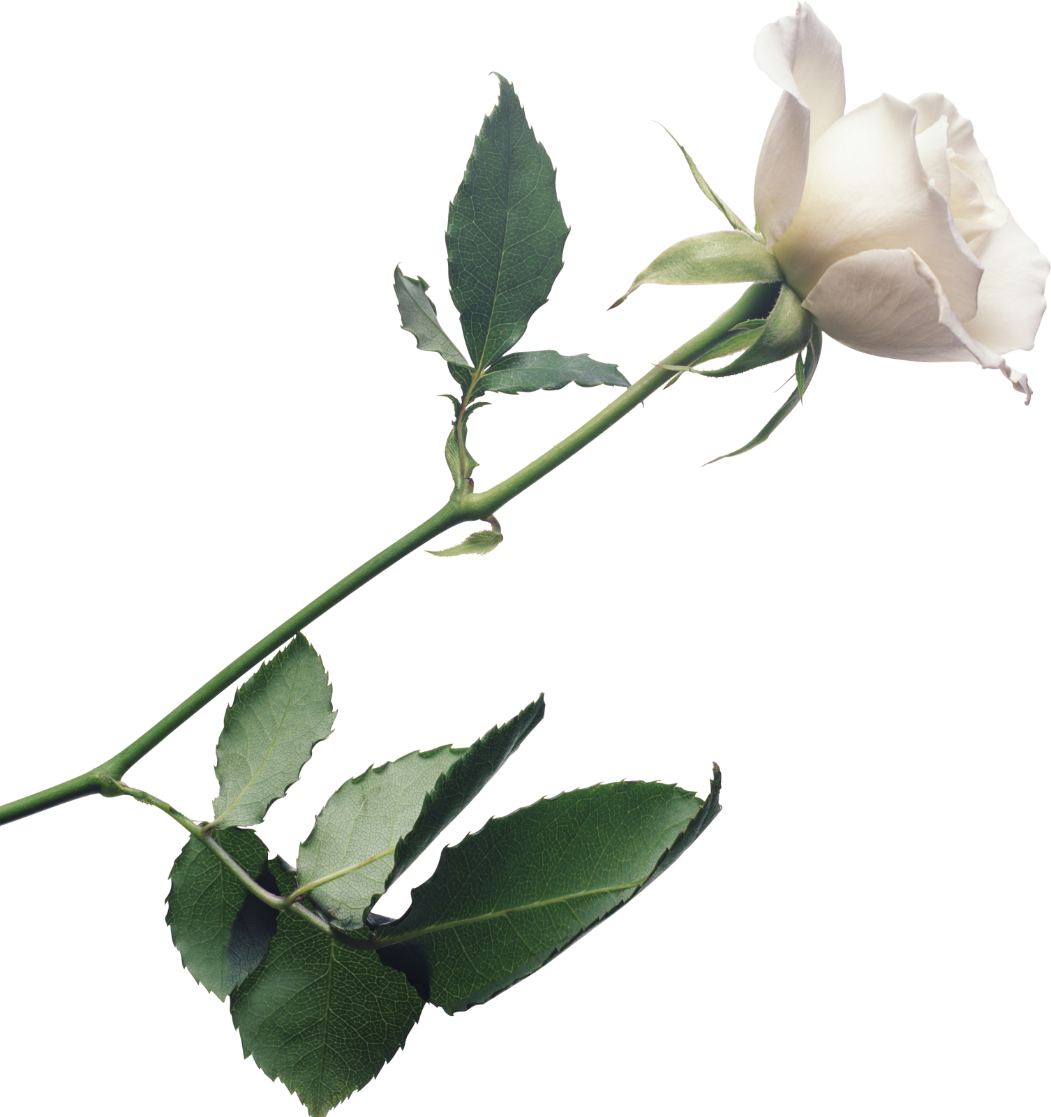 a single white rose on a white background