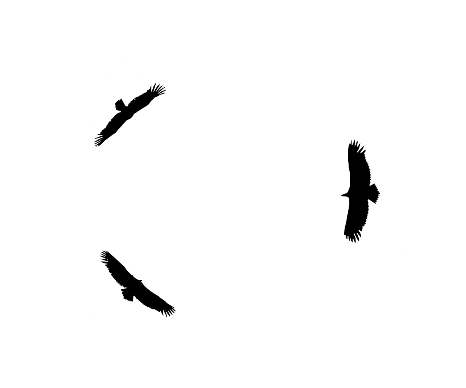 two birds flying in the sky