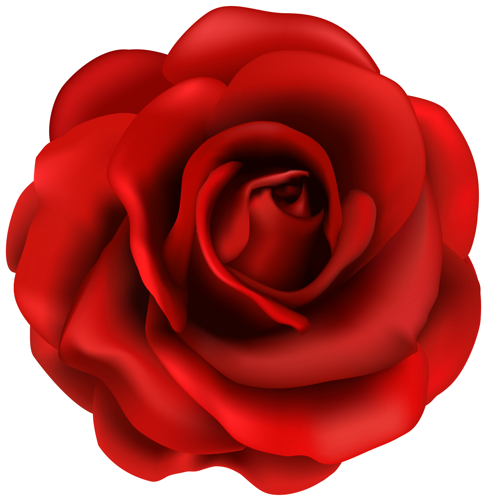 a red rose on a white background
