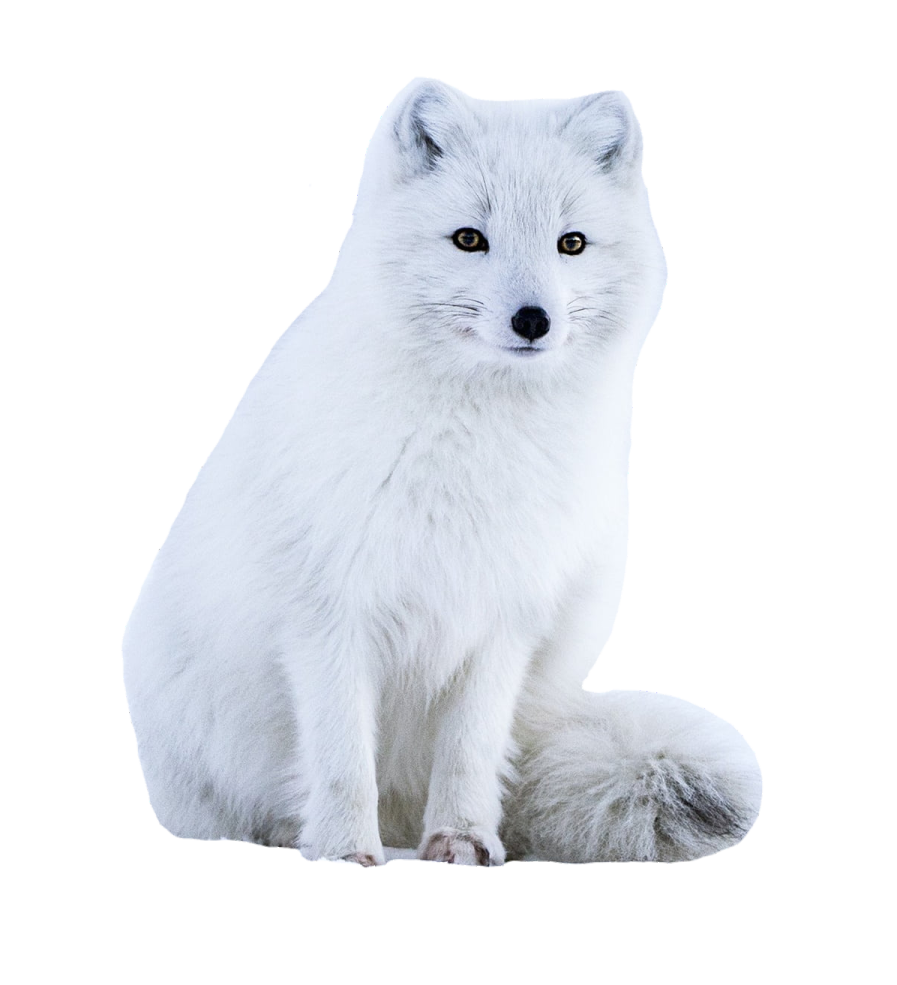 a white fox sitting on the ground