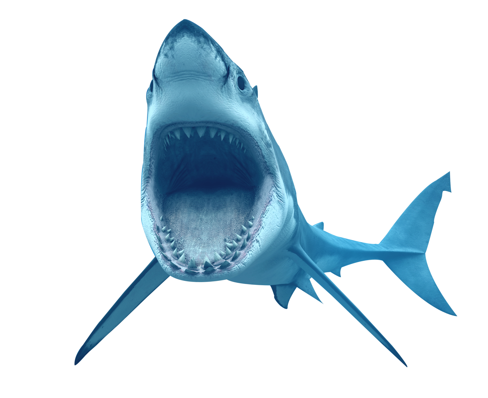 a great white shark with its mouth open