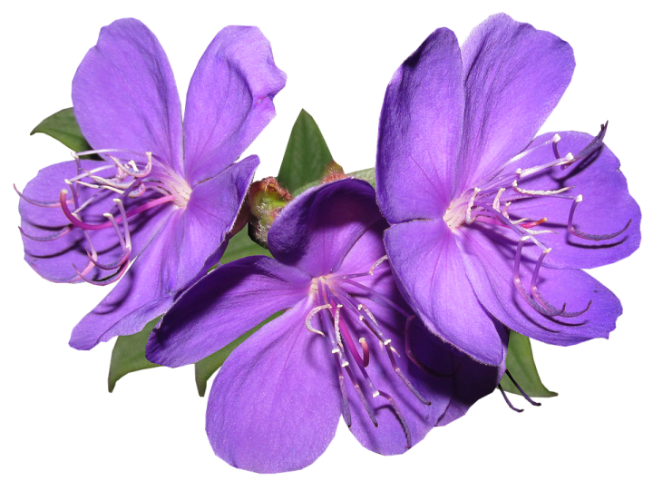 two purple flowers on a white background