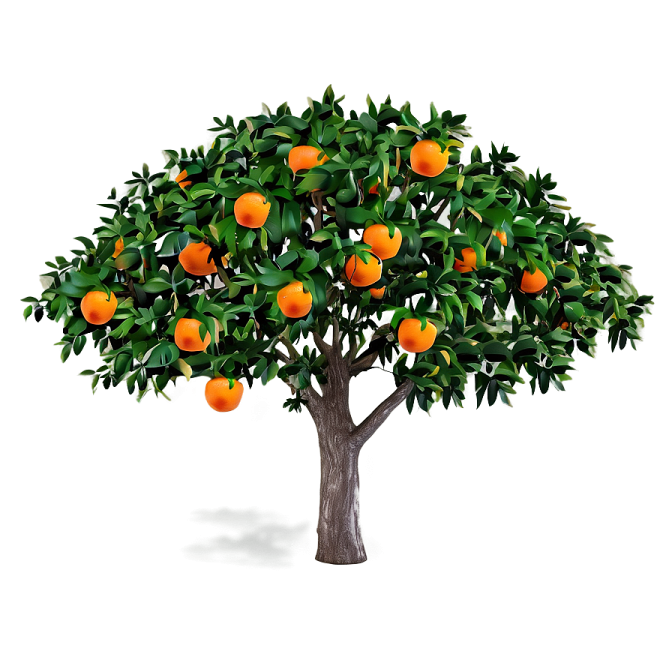 an orange tree on a white background