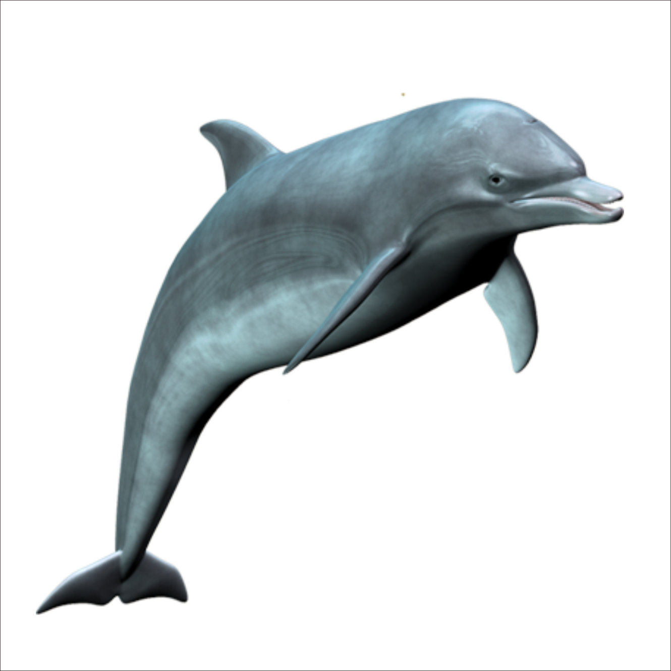 a dolphin jumping in the air with its mouth open